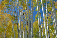 Quaking aspen, Hart Prairie, Flagstaff, Arizona