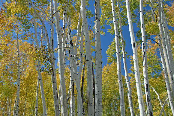Quaking aspen, Hart Prairie, Flagstaff, Arizona