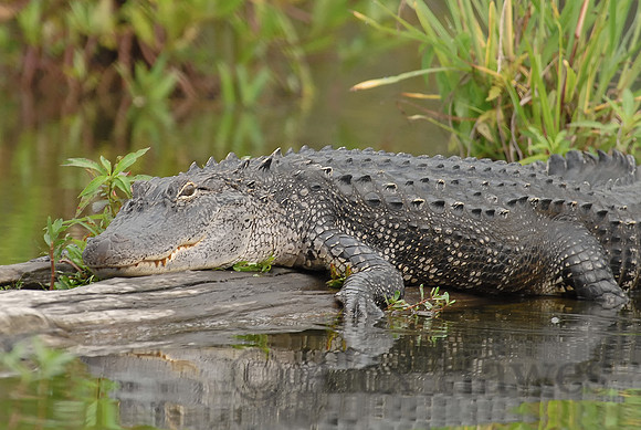 American alligator, Atchafalaya Swamp, Breaux Bridge, Louisiana