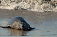 Elephant seal, Piedras Blancas rookery, San Simeon, California