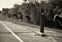 Feral horses, Assateague Island, Maryland