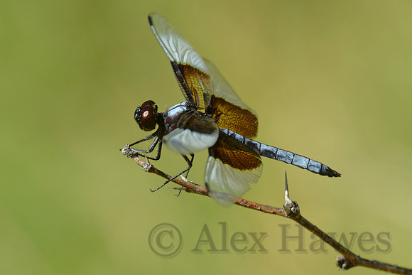 Dragonfly, John Slaughter Ranch, near Douglas, Arizona