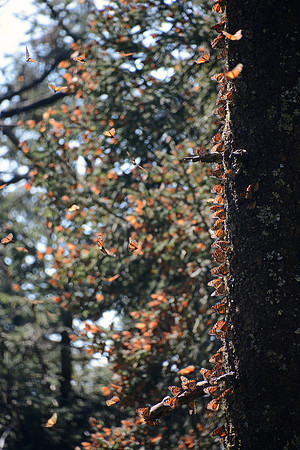 Monarch butterflies, Sierra Chincua Butterfly Sanctuary, Michoacan, Mexico