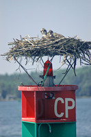 Osprey nesting on channel marker buoy, Maine