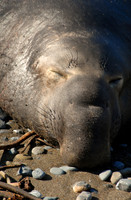Elephant seal, Piedras Blancas rookery, San Simeon, California