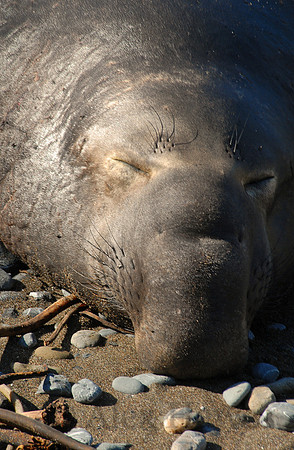 Elephant seal, Piedras Blancas rookery, San Simeon, California