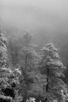 Snowfall in Oak Creek Canyon, north of Sedona, Arizona