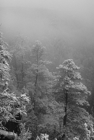 Snowfall in Oak Creek Canyon, north of Sedona, Arizona