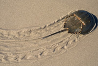 Horseshoe crab, Cape May, New Jersey