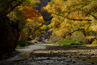 Fall foliage in Aravaipa Canyon, Arizona