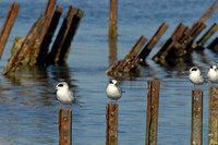 Terns, Elkhorn Slough, Moss Landing, California