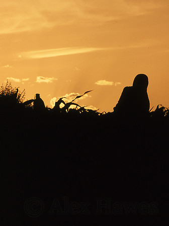 Farmers in field, Chilas, Gilgilt-Baltistan district, Pakistan