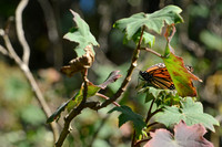 Monarch butterfly, Sierra Chincua Butterfly Sanctuary, Michoacan, Mexico