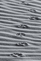 Coyote footprints, White Sands National Monument, New Mexico