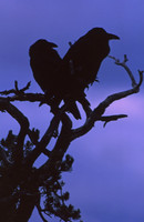 Raven pair, Canyonlands National Park, Utah