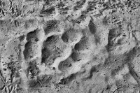 Bengal tiger paw print, Jim Corbett National Park, Nainital, Uttarakhand, India