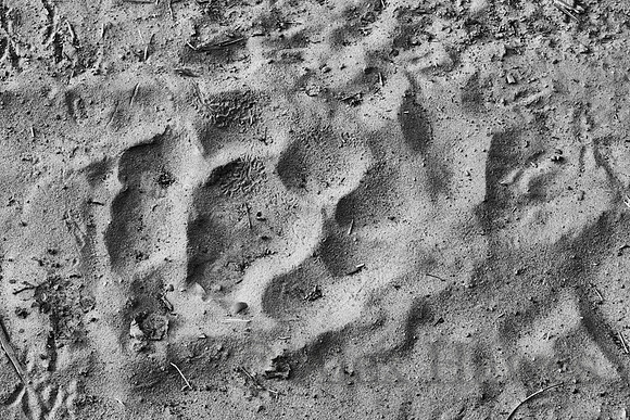 Bengal tiger paw print, Jim Corbett National Park, Nainital, Uttarakhand, India