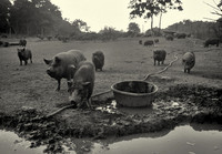Potbellied pigs, PIGS Animal Sanctuary, Shepherdstown, West Virginia