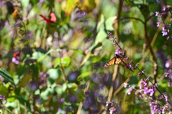 Monarch butterflies, Sierra Chincua Butterfly Sanctuary, Michoacan, Mexico