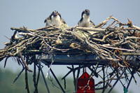 Osprey nesting on channel marker buoy, Maine