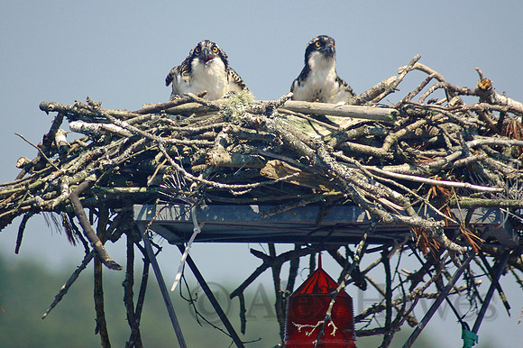 Osprey nesting on channel marker buoy, Maine
