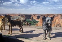 Vagrant dogs, Canyon de Chelly National Monument, Arizona