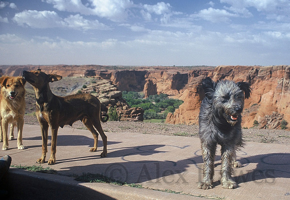 Vagrant dogs, Canyon de Chelly National Monument, Arizona
