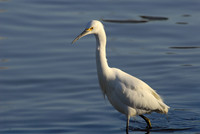 Snowy egret, Elkhorn Slough, Moss Landing, California