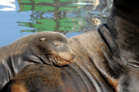California sea lion, Elkhorn Slough, Moss Landing, California